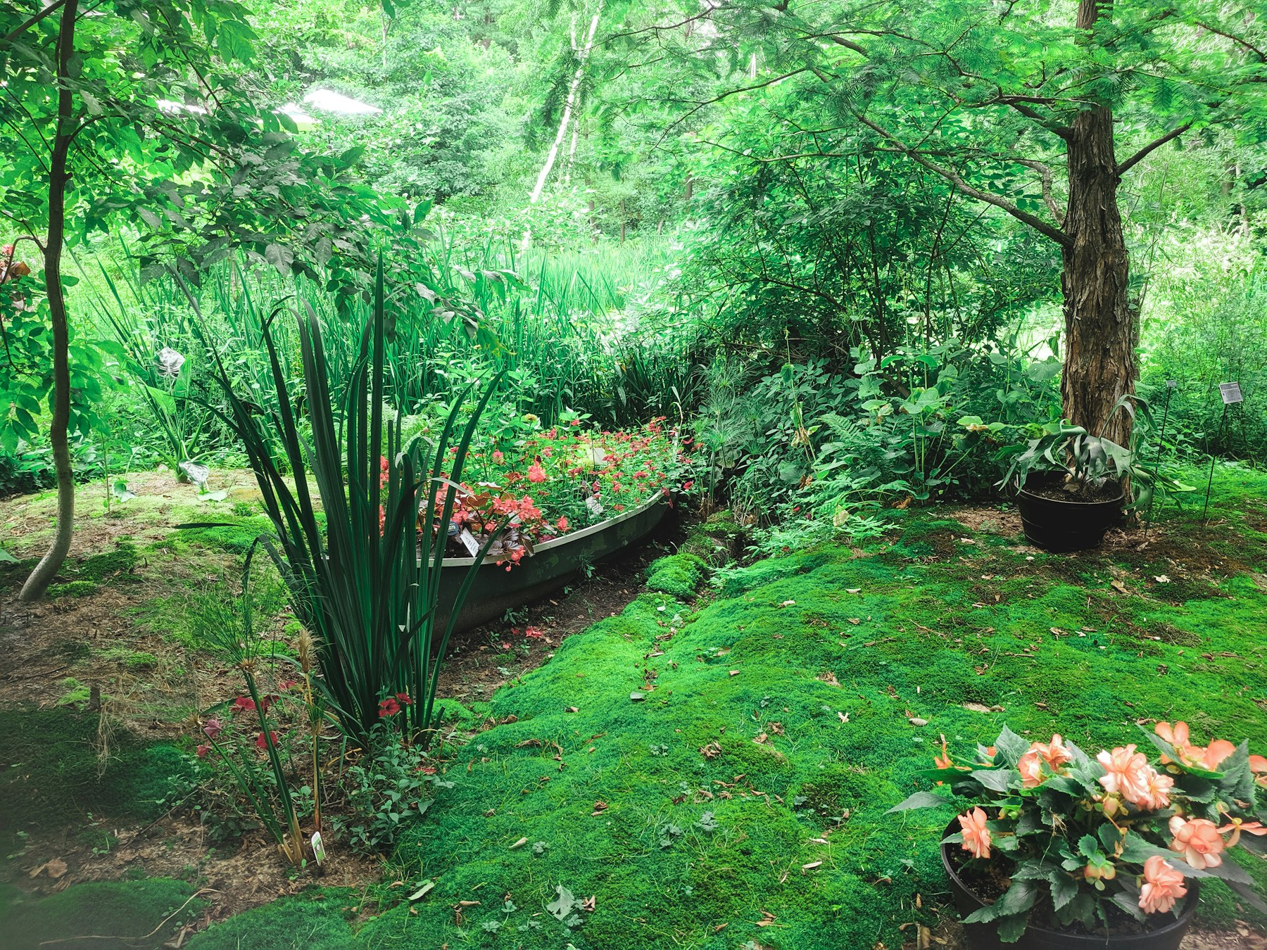 Shady garden bed with ground cover, flowers and a mature tree
