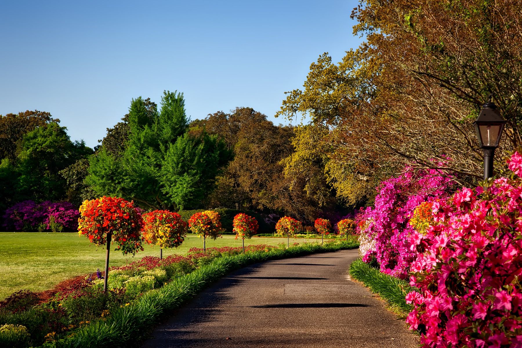 Garden path running through a green lawn with flowering trees