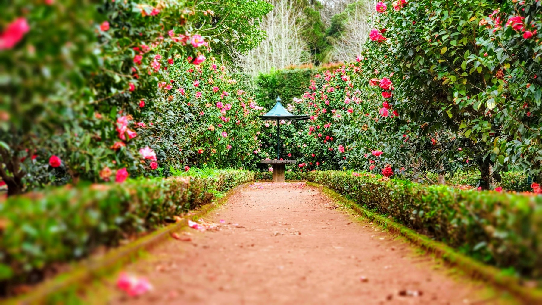 Garden path lined with trimmed hedges and pink camellias